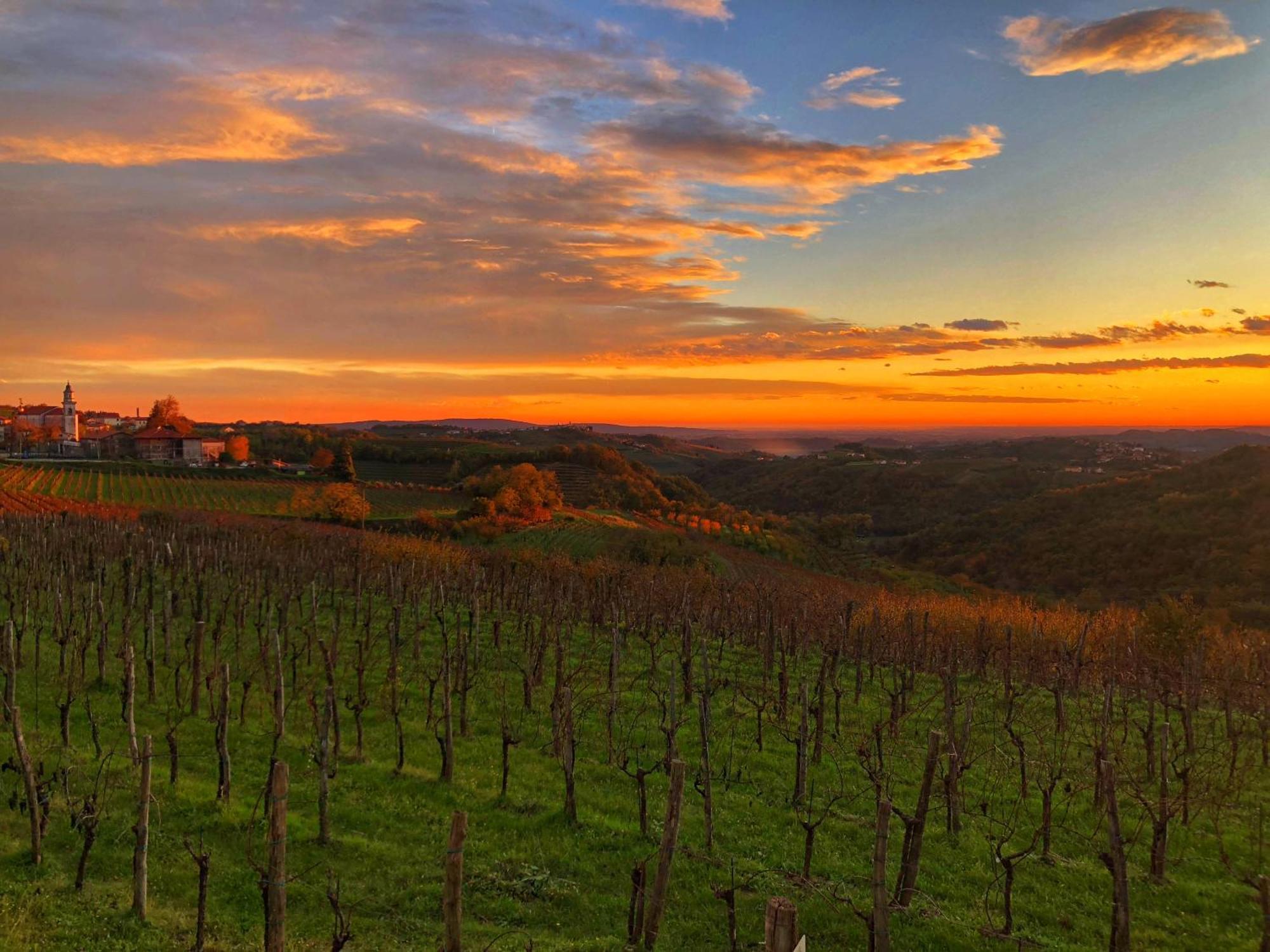 Peterc Vineyard Estate Bed & Breakfast Kojsko Екстериор снимка