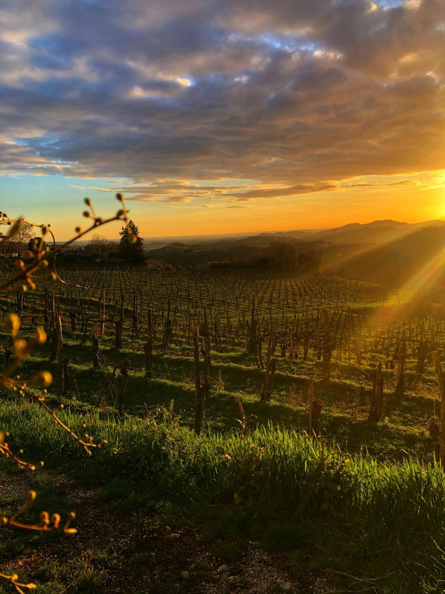 Peterc Vineyard Estate Bed & Breakfast Kojsko Екстериор снимка